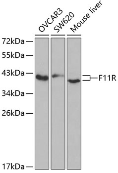 WB analysis of various samples using GTX53992 JAM-A antibody. Dilution : 1:1000 Loading : 25ug per lane