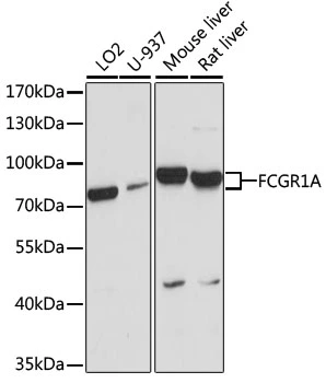 WB analysis of various sample lysates using GTX53995 CD64 antibody. Dilution : 1:1000 Loading : 25microg per lane WB analysis of various sample lysates using GTX53995 CD64 antibody. Dilution : 1:1000 Loading : 25microg per lane