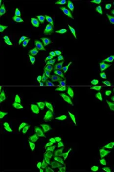 ICC/IF analysis of U2OS cells using GTX53996 Fumarate hydratase antibody. Blue : DAPI