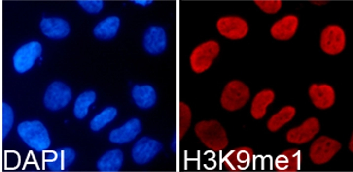 ICC/IF analysis of 293T cells using GTX54101 Histone H3K9me1 (mono-methyl Lys9) antibody. Blue : DAPI