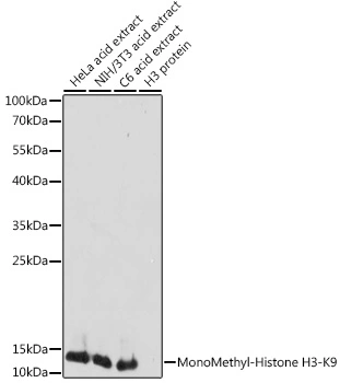 WB analysis of various sample lysates using GTX54101 Histone H3K9me1 (mono-methyl Lys9) antibody. Dilution : 1:1000 Loading : 25microg per lane
