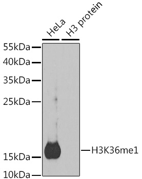 ChIP analysis of 293 cells using GTX54107 Histone H3K36me1 (mono-methyl Lys36) antibody.The amount of immunoprecipitated DNA was checked by quantitative PCR. Histogram was constructed by the ratios of the immunoprecipitated DNA to the input.