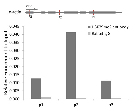 ChIP analysis of 293 cells using GTX54110 Histone H3K79me2 (di-methyl Lys79) antibody.The amount of immunoprecipitated DNA was checked by quantitative PCR. Histogram was constructed by the ratios of the immunoprecipitated DNA to the input.