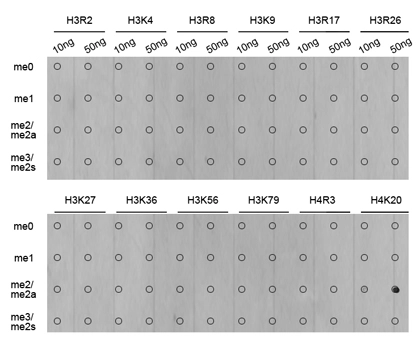 Dot blot analysis of all sorts of methylation peptides using GTX54112 Histone H4K20me2 (di-methyl Lys20) antibody. Dot blot analysis of all sorts of methylation peptides using GTX54112 Histone H4K20me2 (di-methyl Lys20) antibody.