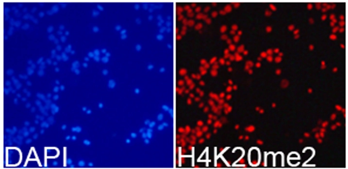 ICC/IF analysis of 293T cells using GTX54112 Histone H4K20me2 (di-methyl Lys20) antibody. Blue : DAPI