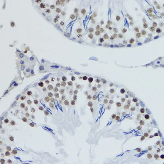 IHC-P analysis of rat testis tissue using GTX54112 Histone H4K20me2 (di-methyl Lys20) antibody. Dilution : 1:200