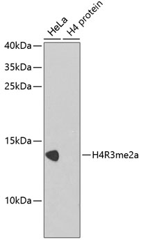 WB analysis of various samples using GTX54116 Histone H4R3me2 (di-methyl Arg3) antibody. Loading : 25ug per lane