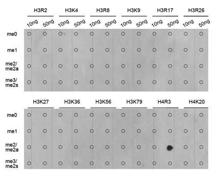Dot blot analysis of all sorts of methylation peptides using GTX54116 Histone H4R3me2 (di-methyl Arg3) antibody. Dot blot analysis of all sorts of methylation peptides using GTX54116 Histone H4R3me2 (di-methyl Arg3) antibody.