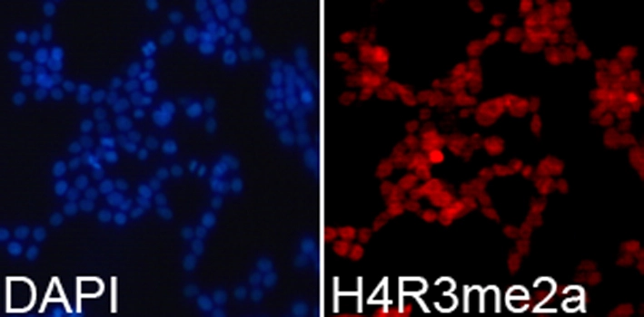 ICC/IF analysis of 293T cells using GTX54116 Histone H4R3me2 (di-methyl Arg3) antibody. Blue : DAPI