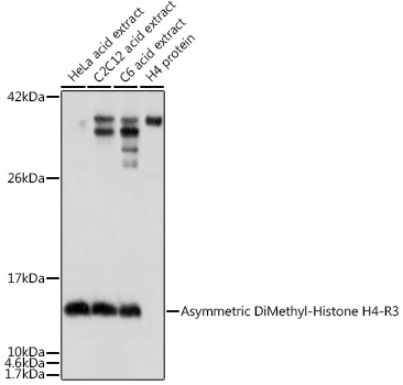 WB analysis of various sample lysates using GTX54116 Histone H4R3me2 (di-methyl Arg3) antibody. Loading : 25microg per lane