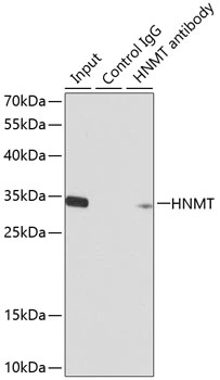 IP analysis of HT-29 cell lysate using GTX54118 HNMT antibody. Antibody amount : 1microg / 200microg lysate Dilution : 1:1000 IP analysis of HT-29 cell lysate using GTX54118 HNMT antibody. Antibody amount : 1microg / 200microg lysate Dilution : 1:1000