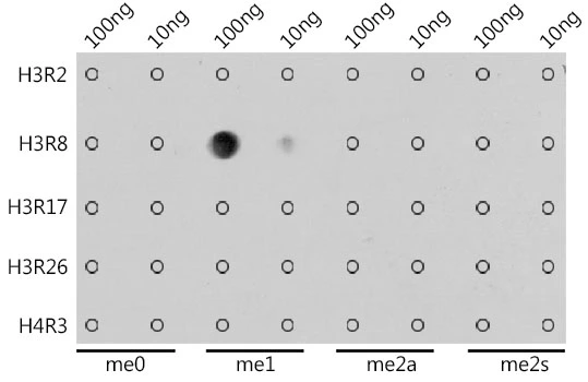 Dot blot analysis of all sorts of methylation peptides using GTX54135 Histone H3R8me1 (mono-methyl Arg8) antibody. Dilution : 1:1000 Dot blot analysis of all sorts of methylation peptides using GTX54135 Histone H3R8me1 (mono-methyl Arg8) antibody. Dilution : 1:1000