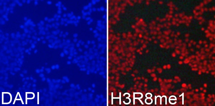 ICC/IF analysis of 293T cells using GTX54135 Histone H3R8me1 (mono-methyl Arg8) antibody. Blue : DAPI