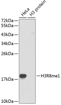 WB analysis of various sample lysates using GTX54135 Histone H3R8me1 (mono-methyl Arg8) antibody. Loading : 25microg per lane