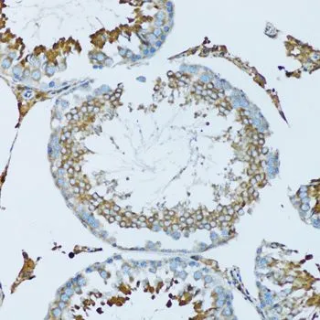 IHC-P analysis of mouse testis tissue using GTX54150 Hemopexin antibody. Dilution : 1:100