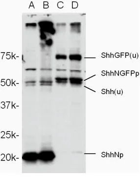 WB analysis of lysates from HEK293S cells transfected with zebrafish Shha using Shha antibody. WB analysis of lysates from HEK293S cells transfected with zebrafish Shha using Shha antibody.