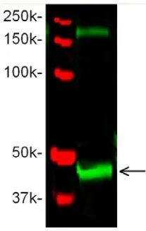 WB analysis of zebrafish embryonic (24 hpf) lysate using Wnt8b antibody. WB analysis of zebrafish embryonic (24 hpf) lysate using Wnt8b antibody.