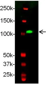 WB analysis of zebrafish embyonic lysate (24 hpf) using Receptor tyrosine kinase antibody. WB analysis of zebrafish embyonic lysate (24 hpf) using Receptor tyrosine kinase antibody.