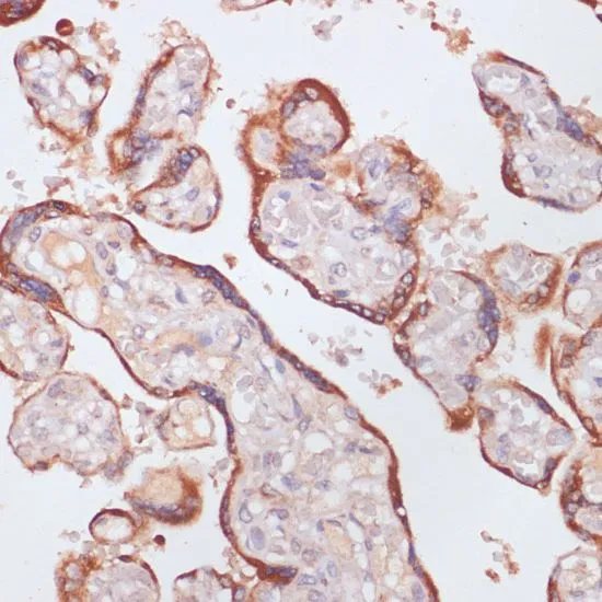 IHC-P analysis of human placenta tissue using GTX54292 Plasma Kallikrein 1B antibody. Dilution : 1:100