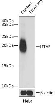 WB analysis of normal (control) and knockout (KO) HeLa cell lysate using GTX54315 LITAF antibody. Dilution : 1:1000 Loading : 25microg per lane WB analysis of normal (control) and knockout (KO) HeLa cell lysate using GTX54315 LITAF antibody. Dilution : 1:1000 Loading : 25microg per lane