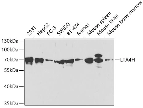 WB analysis of various sample lysates using GTX54332 LTA4H antibody. Dilution : 1:1000 Loading : 25microg per lane WB analysis of various sample lysates using GTX54332 LTA4H antibody. Dilution : 1:1000 Loading : 25microg per lane