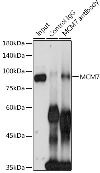 IP analysis of HeLa cell lysate using GTX54354 MCM7 antibody. Antibody amount : 3microg / 300microg lysate Dilution : 1:500