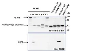 WB analysis of endogenous HTT lysates with or without different caspase activity (Lanes 1-5) and overexpressed recombinant HTT fragment lysates (Lanes 6-9) using a N-terminal pan-HTT antibody (upper panel) or GTX54521 Huntingtin (neoepitope 552) antibody at 1:500 (lower panel). Loading : 20 microg WB analysis of endogenous HTT lysates with or without different caspase activity (Lanes 1-5) and overexpressed recombinant HTT fragment lysates (Lanes 6-9) using a N-terminal pan-HTT antibody (upper panel) or GTX54521 Huntingtin (neoepitope 552) antibody at 1:500 (lower panel). Loading : 20 microg