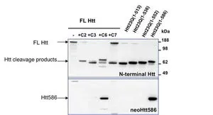 WB analysis of endogenous HTT lysates with or without different caspase activity (Lanes 1-5) and overexpressed recombinant HTT fragment lysates (Lanes 6-9) using GTX54522 Huntingtin (neoepitope 586) antibody (Bottom panel) and pan-HTT antibody (Top panel). Dilution : 1:500 Loading :20 microg