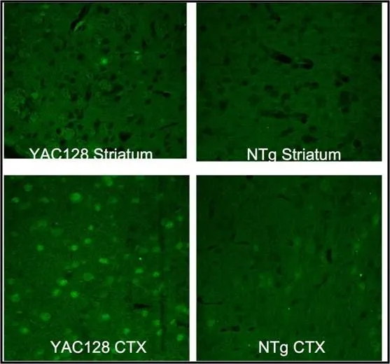 IHC-Fr analysis of mouse striatum (top panels) and cortex (bottom panels) tissue from either transgenic HD mice of the YAC128 line (left panels) or their WT littermates (right panels) using GTX54522 Huntingtin (neoepitope 586) antibody. Green : Primary antibody Dilution : 1:50