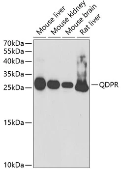 WB analysis of various sample lysates using GTX54559 QDPR antibody. Dilution : 1:1000 Loading : 25microg per lane WB analysis of various sample lysates using GTX54559 QDPR antibody. Dilution : 1:1000 Loading : 25microg per lane