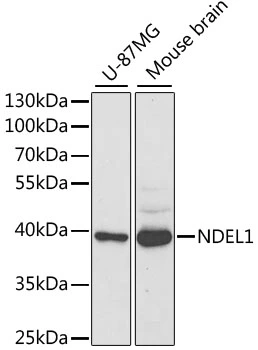 WB analysis of various sample lysates using GTX54566 Nudel antibody. Dilution : 1:1000 Loading : 25microg per lane WB analysis of various sample lysates using GTX54566 Nudel antibody. Dilution : 1:1000 Loading : 25microg per lane