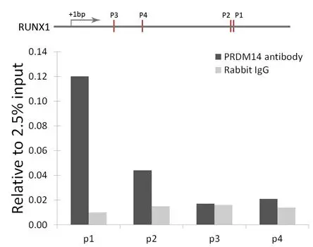 ChIP analysis of 293 cell lysate using GTX54571 PRDM14 antibody. The amount of immunoprecipitated DNA was checked by quantitative PCR. Histogram was constructed by the ratios of the immunoprecipitated DNA to the input. ChIP analysis of 293 cell lysate using GTX54571 PRDM14 antibody. The amount of immunoprecipitated DNA was checked by quantitative PCR. Histogram was constructed by the ratios of the immunoprecipitated DNA to the input.