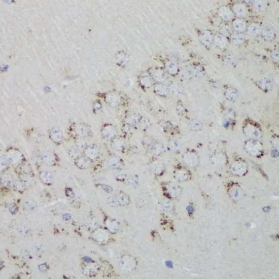 IHC-P analysis of mouse brain tissue using GTX54581 PSAP antibody. Dilution : 1:200