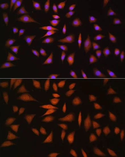 ICC/IF analysis of L929 cells using GTX54585 NRBF2 antibody. Blue : DAPI Dilution : 1:100