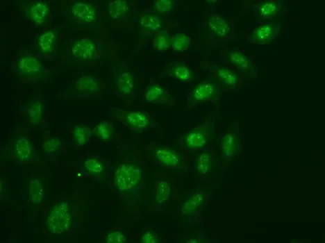 ICC/IF analysis of A549 cells using GTX54591 POLR2E antibody.
