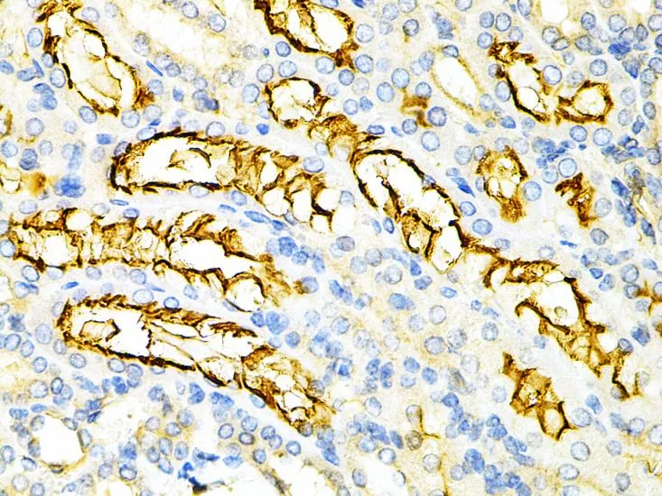 IHC-P analysis of mouse kidney tissue using GTX54592 PPP2R4 antibody. Dilution : 1:200