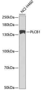 WB analysis of NCI-H460 cell lysate using GTX54594 PLCB1 antibody. Dilution : 1:1000 Loading : 25microg per lane WB analysis of NCI-H460 cell lysate using GTX54594 PLCB1 antibody. Dilution : 1:1000 Loading : 25microg per lane