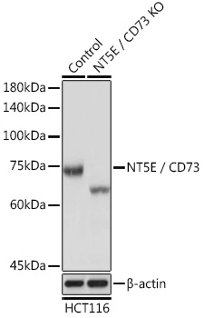 WB analysis of normal (control) and knockout (KO) HCT116 cell lysate using GTX54599 CD73 antibody. Dilution : 1:3000 Loading : 25microg per lane