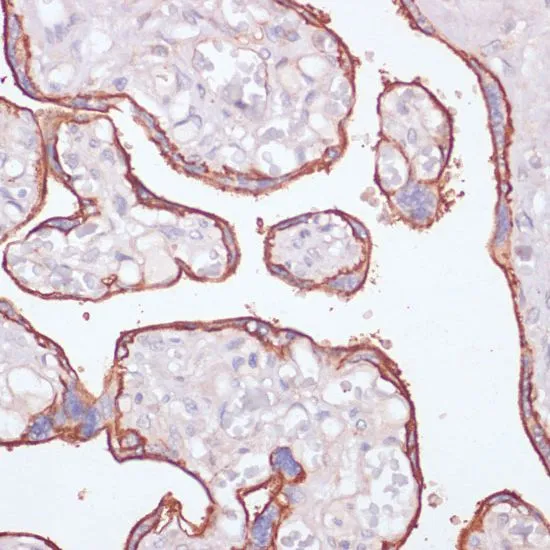 IHC-P analysis of human placenta tissue using GTX54599 CD73 antibody. Dilution : 1:200