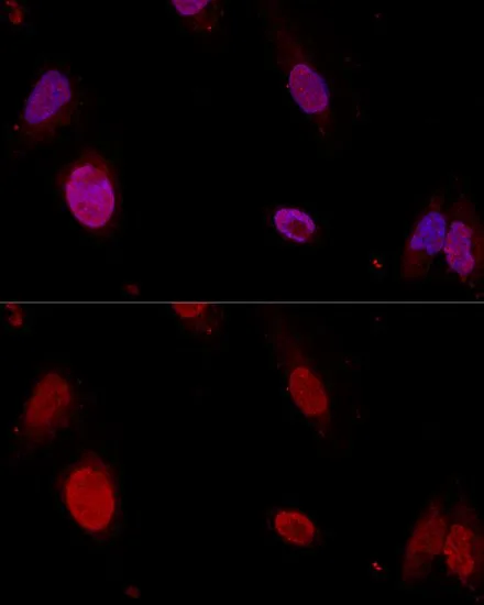 ICC/IF analysis of U2OS cells using GTX54619 PTBP1 antibody. Blue : DAPI Dilution : 1:50