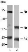 WB analysis of (1) human ovarian follicular fluid and (2) HeLa lysates using VEGFA antibody. Lane 2 shows that the antibody detects nonreduced (Nr) and reduced (Rd) VEGFA.