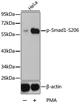 WB analysis of HeLa cell lysate using GTX54671 Smad1 (phospho Ser206) antibody. Loading : 25microg per lane WB analysis of HeLa cell lysate using GTX54671 Smad1 (phospho Ser206) antibody. Loading : 25microg per lane