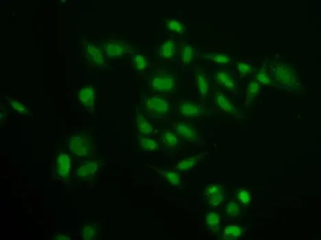 ICC/IF analysis of U2OS cells using GTX54690 SSRP1 antibody.