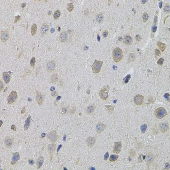 IHC-P analysis of mouse brain tissue using GTX54706 SUMO3 antibody.