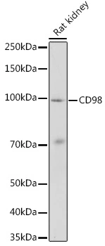 WB analysis of rat kidney tissue lysate using GTX54716 CD98 antibody. Dilution : 1:1000 Loading : 25microg per lane