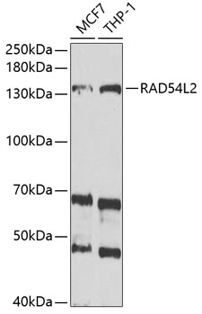 WB analysis of various sample lysates using GTX54731 RAD54L2 antibody. The signal was developed with ECL plus-Enhanced. Dilution : 1:1000 Loading : 25microg per lane WB analysis of various sample lysates using GTX54731 RAD54L2 antibody. The signal was developed with ECL plus-Enhanced. Dilution : 1:1000 Loading : 25microg per lane
