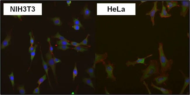 ICC/IF analysis of HeLa cells and NIH3T3 cells using GTX54748 eIF1 antibody [2B9]. Green : Primary antibody Blue : Nuclei Red : Actin Fixation : Formalin Permeabilization : 0.1% Triton X-100 in TBS for 10 minutes Dilution : 1:50 for at least 1 hour at room temperature