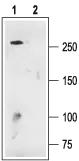 WB analysis of rat brain membrane lysate using GTX54755 Cav1.3 antibody preincubated with or without immunogen peptide. Dilution : 1:200