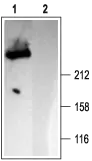 WB analysis of rat brain membrane lysate using GTX54759 IP3 Receptor I antibody preincubated with or without immunogen peptide. Dilution : 1:2000