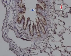 IHC-P analysis of rat lung tissue using GTX54767 ORAI2 antibody. Strong and specific staining is evident in bronchiolar epithelium (blue) and alveoli walls (red). Hematoxilin is used as the counterstain. Dilution : 1:100 IHC-P analysis of rat lung tissue using GTX54767 ORAI2 antibody. Strong and specific staining is evident in bronchiolar epithelium (blue) and alveoli walls (red). Hematoxilin is used as the counterstain. Dilution : 1:100